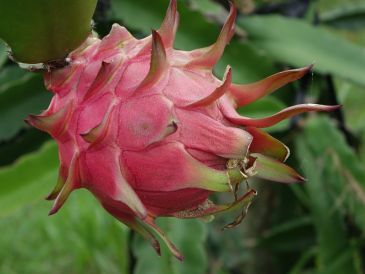 La pitaya y la pitahaya son dos frutas con características diferentes pero que tienden a ser confundidas. Pixabay