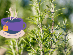 A pesar de sus beneficios, el romero debe consumirse con precaución. CANVA