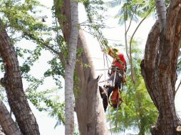 Trabajadores de Parques y Jardines retiran árboles secos y riesgosos para prevenir accidentes durante el temporal en Guadalajara. ESPECIAL