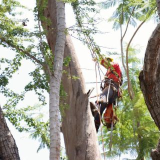 Guadalajara retira más de mil 500 árboles riesgosos