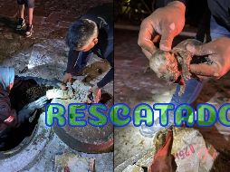 Tras una valoración médica, el cachorro fue reintegrado con su mamá canina. ESPECIAL / FACEBOOK IMPA El Marqués