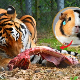 Zoológico pide "donar" mascotas para alimentar a sus depredadores y se vuelve viral