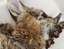 La aparición de conejos infectados recuerda a la leyenda del jackalope y al caso de los 