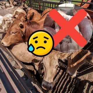 Científicos urgen sustituir la carne roja en los sistemas alimenticios mundiales