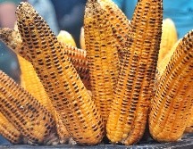 Disfruta de la diversidad de alimentos que se pueden preparar con este alimento ancestral en la Feria del elote. Unsplash