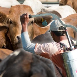 México y EU acuerdan plan binacional contra el gusano barrenador