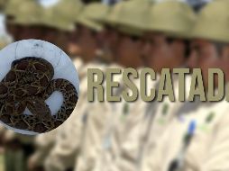 Guardabosques de Guadalajara lograron asegurar a una serpiente cascabel que ingresó a un domicilio del municipio. EL INFORMADOR / ARCHIVO