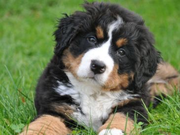 Existen cientos de razas de perros  en el mundo. Pixabay