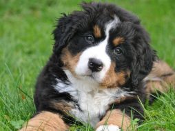 Existen cientos de razas de perros  en el mundo. Pixabay