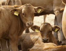 Los estados más afectados por casos de gusano barrenador son Chiapas, Tabasco, Campeche, Quintana Roo, Veracruz, Oaxaca, Yucatán. ESPECIAL