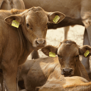 Piden parar importación de res de Centroamérica por gusano barrenador