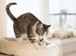 Amasar es un comportamiento completamente natural y saludable. Aunque, si lo hace con las uñas afuera y te incomoda, puedes colocar una manta entre tú y tu gato o mantenerle las uñas bien recortadas. CANVA