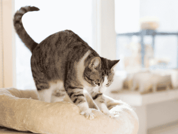 Amasar es un comportamiento completamente natural y saludable. Aunque, si lo hace con las uñas afuera y te incomoda, puedes colocar una manta entre tú y tu gato o mantenerle las uñas bien recortadas. CANVA