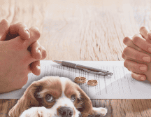 Cuando ocurre una separación, es esencial pensar en los derechos de las mascotas, pues también forman parte de la familia. ESPECIAL / CANVA