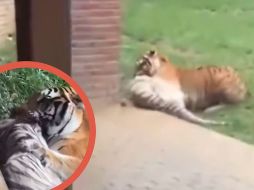 Aunque los cuidadores intervinieron con rapidez y lograron sedar al macho para evitar más daño, las lesiones sufridas por Indira resultaron fatales.  X/@AlertaMundoNews