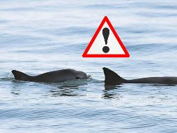 Desde 2018, cuando existían al menos 19 vaquitas marinas, el número de las especies disminuyó a seis en 2022. SUN / ARCHIVO