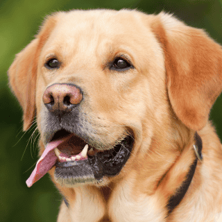 Alerta por envenenamiento de mascotas en Yucatán