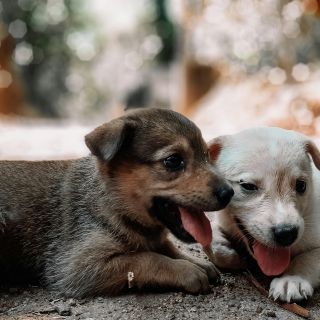 ¿Quieres adoptar un perrito? Asiste a la Feria de la Adopción en Guadalajara