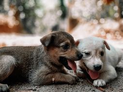 Es tu oportunidad para llevarte a casa un perrito y darle la oportunidad de tener un hogar responsable. Unsplash