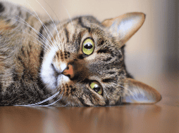 La principal forma de transmisión es a través de mordeduras profundas, por lo que los gatos callejeros o aquellos que pelean con frecuencia tienen un mayor riesgo.  CANVA