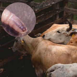 Así se alimenta el gusano barrenador de la carne viva de los mamíferos