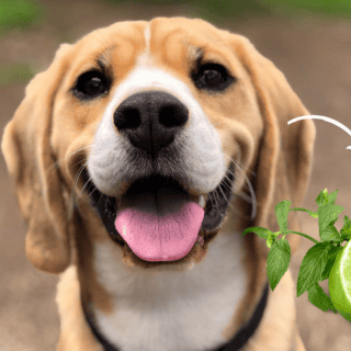 ¿Es verdad que ponerle un collar de limones a tu perro lo cura de la tos?