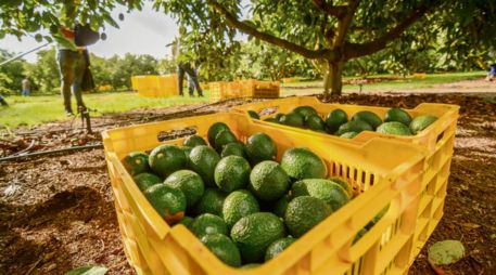 La producción aguacatera en Jalisco genera más de 43 mil empleos directos y 51 mil indirectos. ESPECIAL