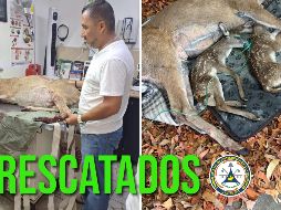 Se le tuvo que realizar una cesárea a la venada, de la que nacieron dos crías. ESPECIAL / FACEBOOK Protección Civil Jalisco