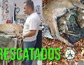 A la venada se le tuvo que realizar una cesárea de la que nacieron dos crías. ESPECIAL / FACEBOOK Protección Civil Jalisco