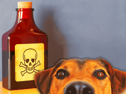 El tiempo es muy importante cuando ocurre un envenenamiento, por lo que es imprescindible que actúes con rapidez. ESPECIAL / CANVA