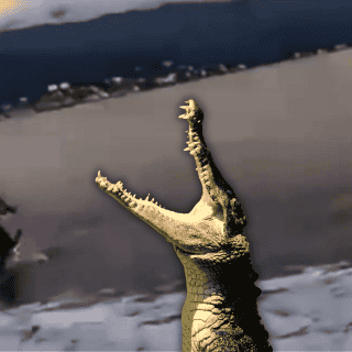 Cocodrilo ataca a joven en plena playa de Puerto Vallarta (VIDEO)