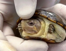 La Kinosternon vogti, conocida como 'Tortuga Casquito de Vallarta' se caracteriza por la mancha amarilla que los machos tienen en la nariz y por alcanzar apenas los 10 centímetros de largo en edad adulta. EFE/ F. Guasco