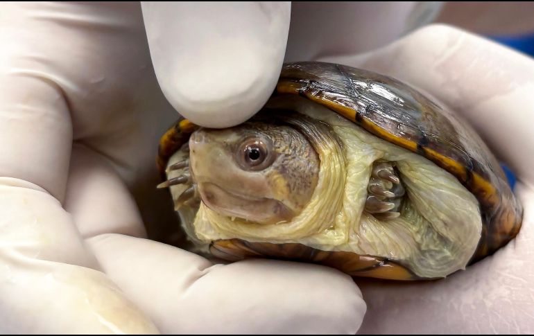 La Kinosternon vogti, conocida como 'Tortuga Casquito de Vallarta' se caracteriza por la mancha amarilla que los machos tienen en la nariz y por alcanzar apenas los 10 centímetros de largo en edad adulta. EFE/ F. Guasco