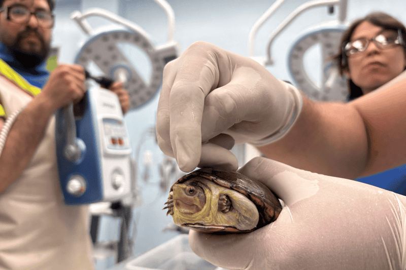 Fotografía de una tortuga Kinosternon vogti conocida como ‘Casquito’ en el Zoológico de Guadalajara. EFE/ F. Guasco