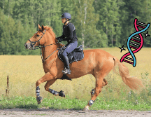 Esta modificación genética hizo a los caballos aptos para montarse. UNSPLASH / E. PITKÄNEN