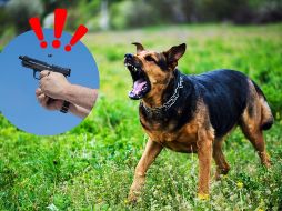 El incidente, que inició como una aparente agresión del animal, terminó con la detención de un hombre identificado como Arturo “N”. CANVA