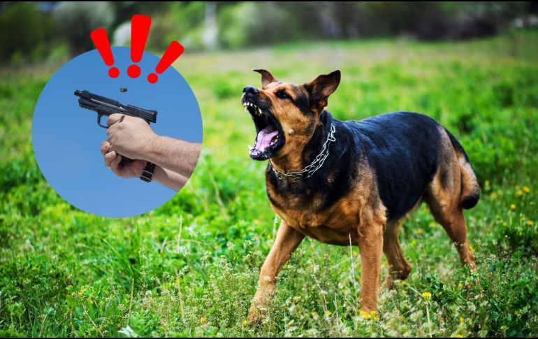 El incidente, que inició como una aparente agresión del animal, terminó con la detención de un hombre identificado como Arturo “N”. CANVA