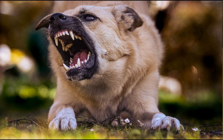 La Secretaría de Salud precisó que el registro oficial del caso se asignará a Jalisco, ya que allí ocurrió la agresión que derivó en el contagio.  CANVA