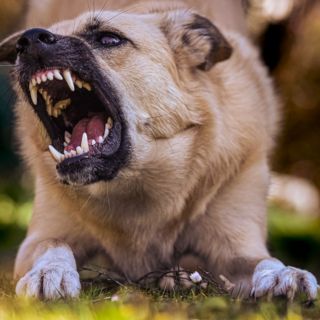 Muere segunda víctima de rabia en México; esto fue lo que pasó