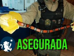 El espécimen será entregado a la Unasam de Tlajomulco. ESPECIAL / FACEBOOK Policía de Guadalajara