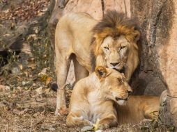 Según la organización Hora Cero, la representante de la Coalición de Activistas por los Derechos de los Animales del Estado de Veracruz (CADAV), Lourdes Jiménez Mora, señaló que el alcalde mostró disposición para entregar animales del zoológico a santuarios. CANVA