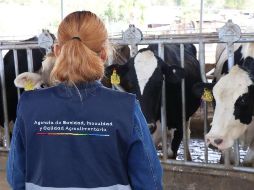 Sader Jalisco exhortó a la población evitar la manipulación de animales sospechosos de rabia. CORTESÍA