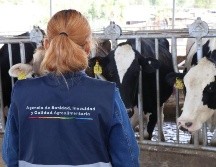 Sader Jalisco exhortó a la población evitar la manipulación de animales sospechosos de rabia. CORTESÍA