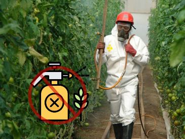 México anunció la prohibición por decreto de 35 moléculas de plaguicidas. ESPECIAL / GOBIERNO DE MÉXICO