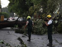 Debido a la lluvia de esta tarde se registró la caída de más de una decena de árboles y al menos 14 vehículos quedaron varados. CORTESÍA