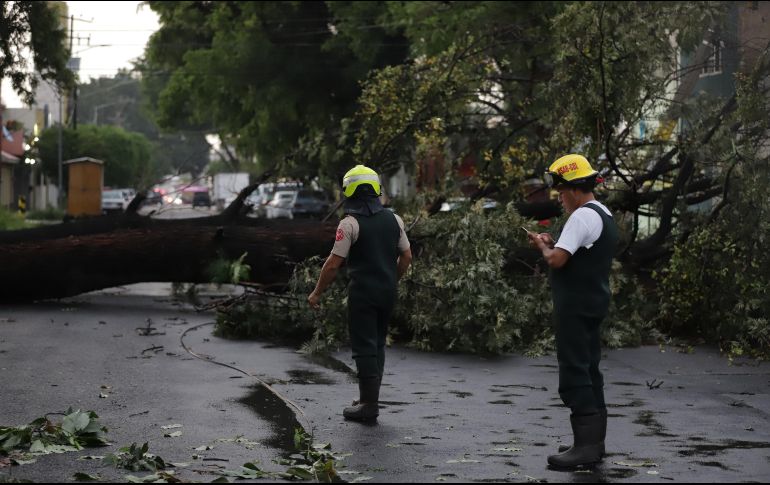 Debido a la lluvia de esta tarde se registró la caída de más de una decena de árboles y al menos 14 vehículos quedaron varados. CORTESÍA