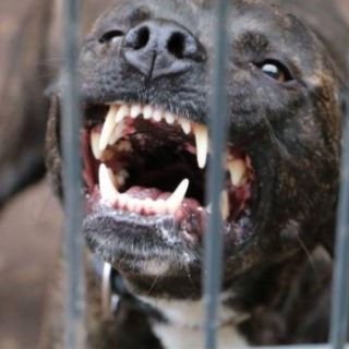 Perros atacan y matan a bebé de seis meses en Tamaulipas