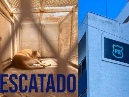 La Unidad de Crueldad Animal, de la Unidad de Investigación Especializada en Delitos Varios, atendió a un canino que estaba herido en calles de la colonia. ESPECIAL / Fiscalía del Estado / EL INFORMADOR / ARCHIVO