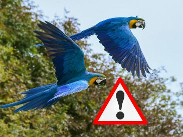 Además de las altas temperaturas, que son el principal factor que provocó que los pájaros tropicales desaparezcan, también están los cambios en su proceso reproductivo. CANVA / ESPECIAL