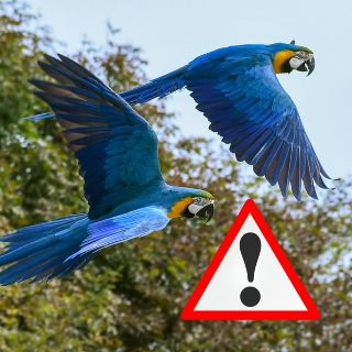 Olas de calor extremo ponen en grave riesgo a las aves tropicales